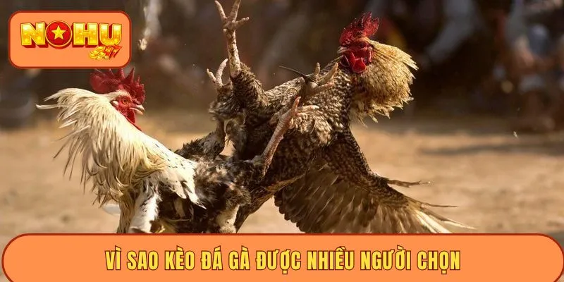 Vì sao kèo đá gà được nhiều người chọn